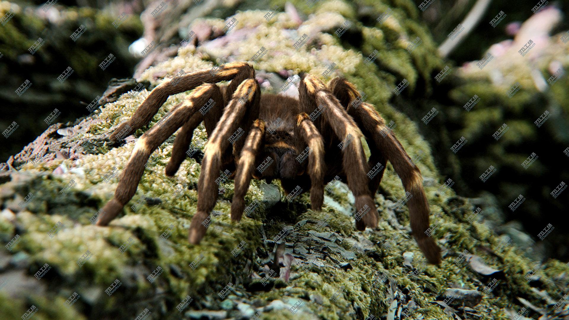 images/goods_img/20210313/Tarantula, Rigged, Animated, 4K PBR Textures 3D/3.jpg
